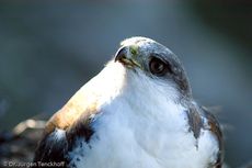 Rotrückenbussard (7 von 19).jpg